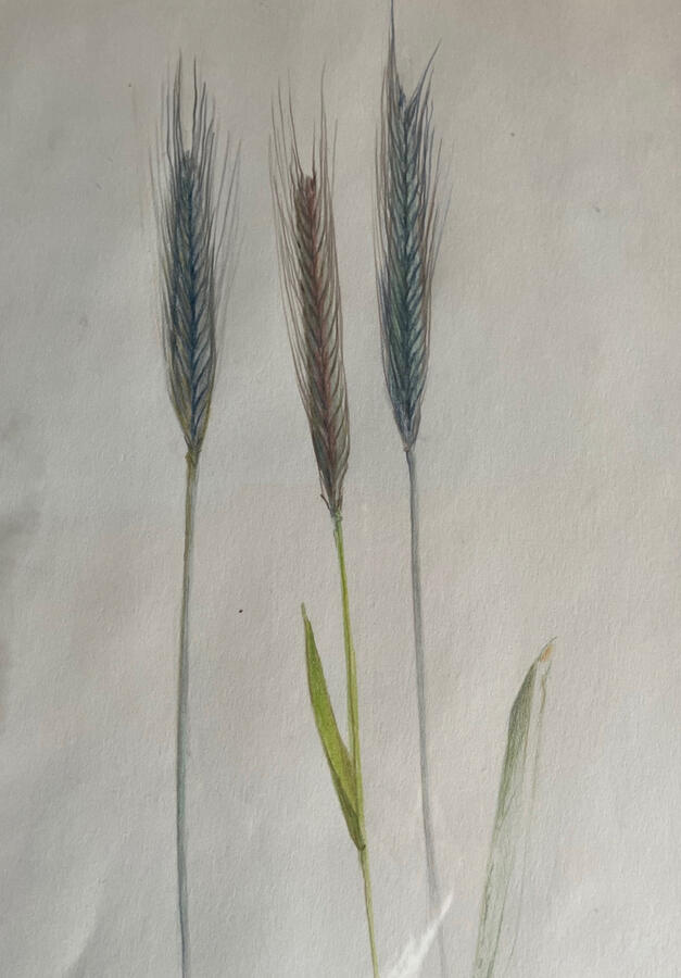 Ähren 20 x 30 cm